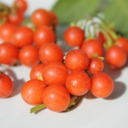 Faszinierende Nachtschatten Faszinierende Nachtschatten
